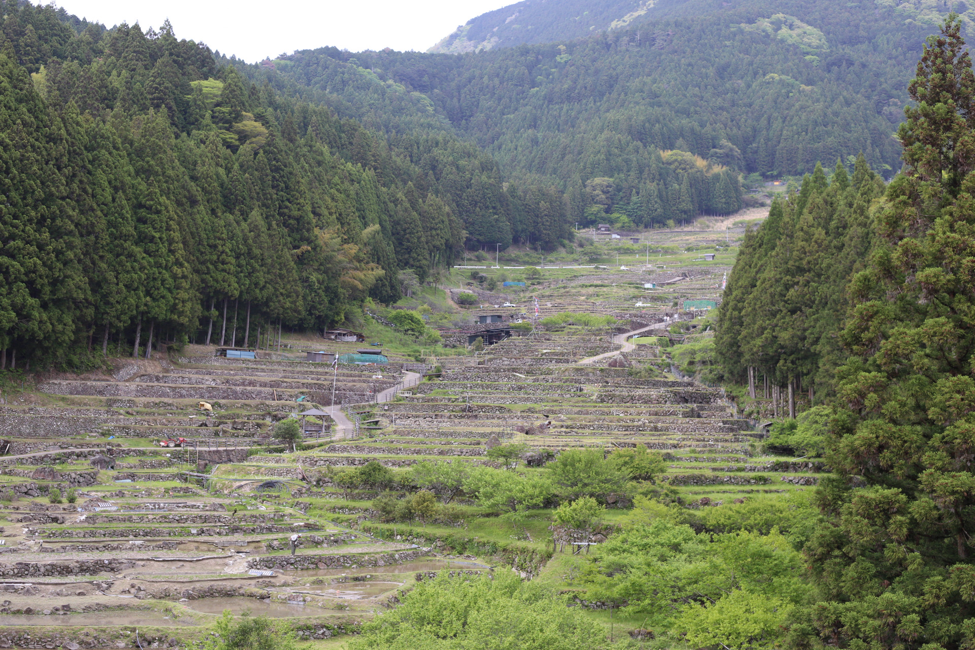 四谷の千枚田